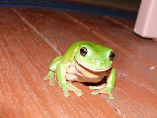 Green Froggie