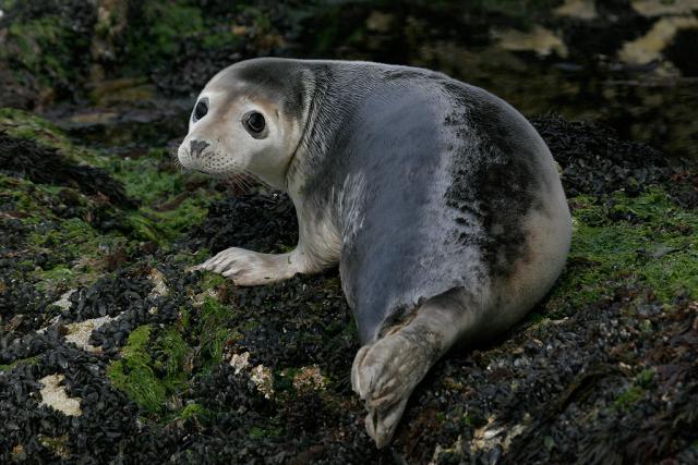 Juvenile Seal