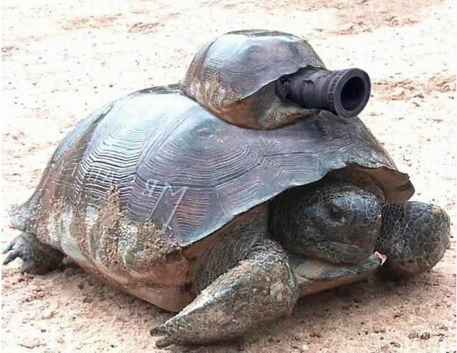 Image result for turtle with a gun